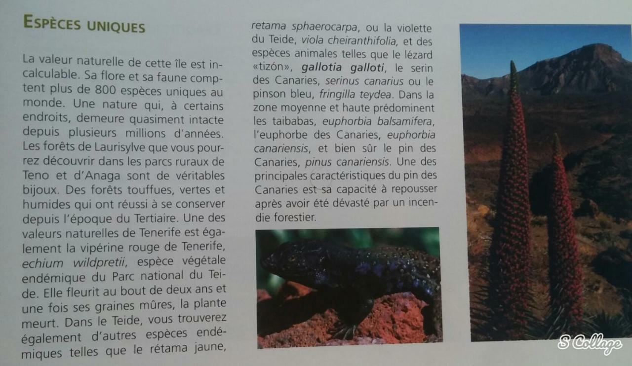Finca Dulce Maikel Granadilla De Abona Dış mekan fotoğraf