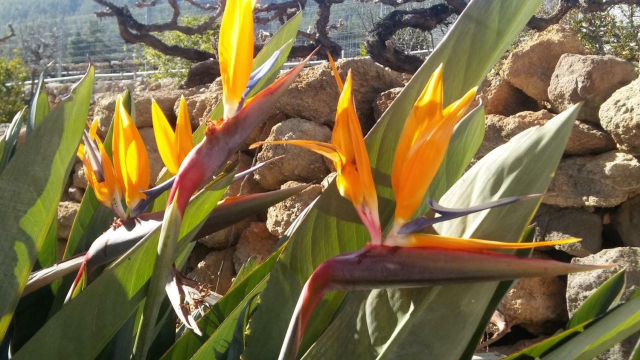 Finca Dulce Maikel Granadilla De Abona Dış mekan fotoğraf